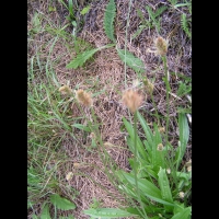 Plantain lanceole (2)